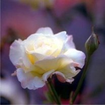 Gretchen R. Boyett - Photo 2