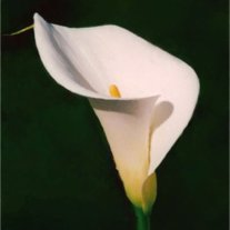 Frances Marie Vincent - Photo 2