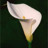 Gwinette B. Price - Photo 2